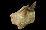 Mosasaur (Prognathodon) Jaw Section with Two Teeth - Morocco #165992-4